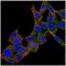Bone Morphogenetic Protein 4 antibody, AM01363PU-N, Origene, Immunofluorescence image 