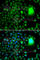 TATA-Box Binding Protein Associated Factor 5 antibody, A7221, ABclonal Technology, Immunofluorescence image 
