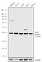 Mitogen-Activated Protein Kinase 13 antibody, 720302, Invitrogen Antibodies, Western Blot image 