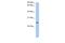 Neurensin-2 antibody, A14384, Boster Biological Technology, Western Blot image 