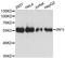 Interferon Regulatory Factor 3 antibody, LS-C746888, Lifespan Biosciences, Western Blot image 