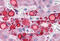 Perilipin 2 antibody, MBS244946, MyBioSource, Immunohistochemistry frozen image 