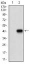 Myocyte Enhancer Factor 2A antibody, NBP2-37298, Novus Biologicals, Western Blot image 