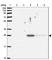 Amyloid P Component, Serum antibody, HPA053294, Atlas Antibodies, Western Blot image 