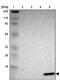 Galectin 2 antibody, PA5-51955, Invitrogen Antibodies, Western Blot image 