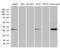 Syntaxin 3 antibody, M06217, Boster Biological Technology, Western Blot image 