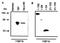 TATA-Box Binding Protein antibody, MA1-21516, Invitrogen Antibodies, Western Blot image 