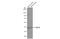 LIM homeobox transcription factor 1-alpha antibody, GTX134047, GeneTex, Western Blot image 