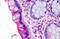 LIM and SH3 domain protein 1 antibody, MBS244814, MyBioSource, Immunohistochemistry frozen image 