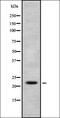 H1 Histone Family Member X antibody, orb337651, Biorbyt, Western Blot image 