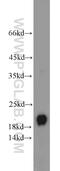 Ferritin Light Chain antibody, 10727-1-AP, Proteintech Group, Western Blot image 