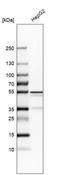 Asialoglycoprotein Receptor 2 antibody, HPA014899, Atlas Antibodies, Western Blot image 