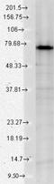 Heat Shock Protein Family A (Hsp70) Member 9 antibody, NBP1-21670, Novus Biologicals, Western Blot image 