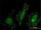 Protein Kinase N2 antibody, H00005586-M01, Novus Biologicals, Immunofluorescence image 