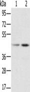 RNA Binding Motif Protein X-Linked antibody, CSB-PA948825, Cusabio, Western Blot image 