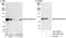 Nuclear FMR1 Interacting Protein 2 antibody, A301-600A, Bethyl Labs, Western Blot image 