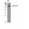Polo Like Kinase 1 antibody, LS-C381555, Lifespan Biosciences, Western Blot image 