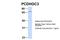 Protocadherin Gamma Subfamily C, 3 antibody, NBP1-59239, Novus Biologicals, Western Blot image 