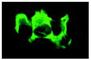 c-Myc antibody, sc-40, Santa Cruz Biotechnology, Immunofluorescence image 