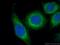 Alpha-2-Macroglobulin antibody, 66126-1-Ig, Proteintech Group, Immunofluorescence image 