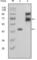 Fibulin 2 antibody, abx012116, Abbexa, Western Blot image 