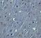 Hook Microtubule Tethering Protein 3 antibody, NBP2-81990, Novus Biologicals, Immunohistochemistry paraffin image 