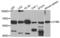Cytochrome B-245 Beta Chain antibody, LS-C335167, Lifespan Biosciences, Western Blot image 