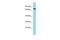 Adhesion G Protein-Coupled Receptor F4 antibody, PA5-70825, Invitrogen Antibodies, Western Blot image 