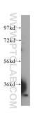 Dehydrodolichyl diphosphate synthase antibody, 15099-1-AP, Proteintech Group, Western Blot image 