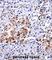 CUGBP Elav-Like Family Member 1 antibody, abx027755, Abbexa, Western Blot image 