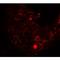 Histone Deacetylase 6 antibody, LS-C336188, Lifespan Biosciences, Immunofluorescence image 