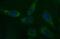 Chorionic Somatomammotropin Hormone 1 antibody, MA5-26276, Invitrogen Antibodies, Immunocytochemistry image 