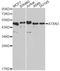 Ataxin 3 antibody, LS-C331383, Lifespan Biosciences, Western Blot image 