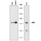 MYB Proto-Oncogene, Transcription Factor antibody, AF6209, R&D Systems, Western Blot image 