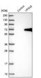 Vacuolar protein sorting-associated protein 45 antibody, NBP1-81641, Novus Biologicals, Western Blot image 