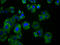 Solute Carrier Family 19 Member 3 antibody, LS-C681351, Lifespan Biosciences, Immunofluorescence image 
