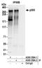 E1A Binding Protein P300 antibody, A300-359A, Bethyl Labs, Immunoprecipitation image 