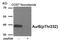 Aurora Kinase B antibody, 80-031, ProSci, Western Blot image 