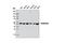 DEAD-Box Helicase 6 antibody, 8988S, Cell Signaling Technology, Western Blot image 