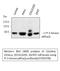 Phosphoinositide-3-Kinase Regulatory Subunit 1 antibody, STJ95078, St John