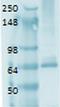 Solute Carrier Family 5 Member 5 antibody, NBP2-59341, Novus Biologicals, Western Blot image 