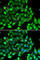 Signal Transducer And Activator Of Transcription 4 antibody, A6991, ABclonal Technology, Immunofluorescence image 