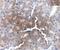 AP2M1 antibody, PA5-20745, Invitrogen Antibodies, Immunohistochemistry frozen image 