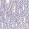 Chloride Channel Accessory 2 antibody, HPA047192, Atlas Antibodies, Immunohistochemistry frozen image 