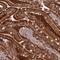 Lipin 2 antibody, NBP2-33931, Novus Biologicals, Immunohistochemistry paraffin image 