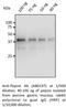 Pepsin A antibody, AB0197-200, SICGEN, Western Blot image 