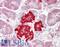 Dual Specificity Phosphatase 4 antibody, LS-B11557, Lifespan Biosciences, Immunohistochemistry frozen image 