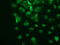 p53 antibody, LS-C337359, Lifespan Biosciences, Immunofluorescence image 