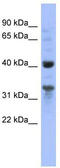 Mitochondrial Ribosomal Protein L37 antibody, TA345017, Origene, Western Blot image 