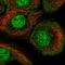 AT-Hook Transcription Factor antibody, HPA063993, Atlas Antibodies, Immunofluorescence image 